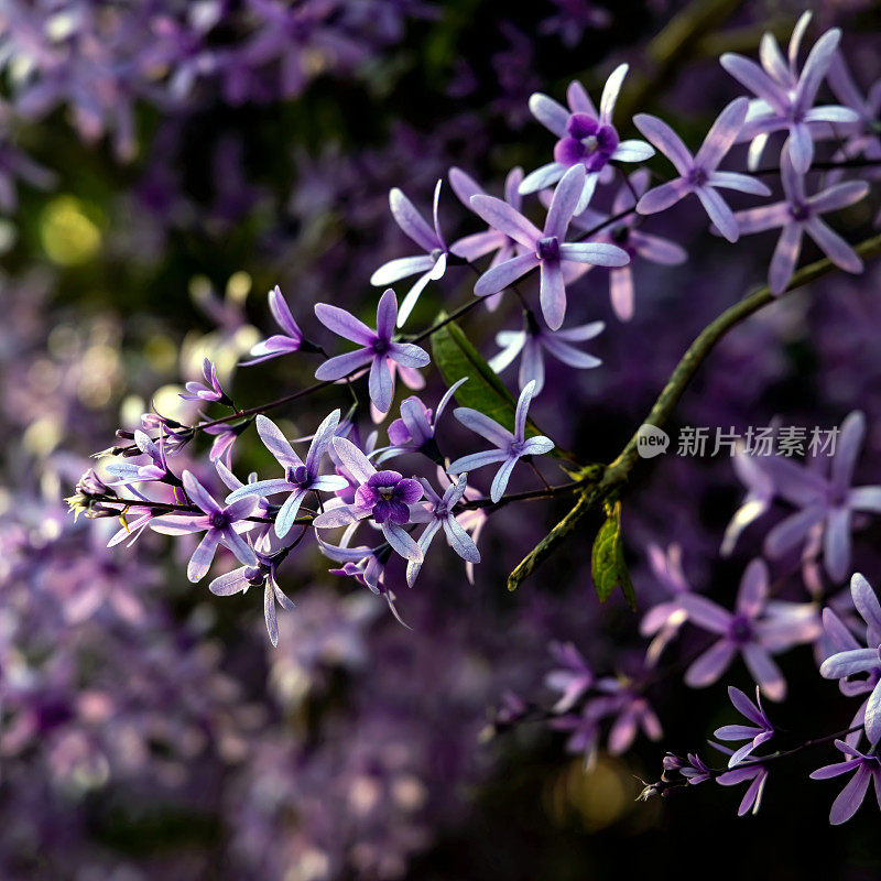 紫皇后花环(Petrea volubilis)开花藤蔓